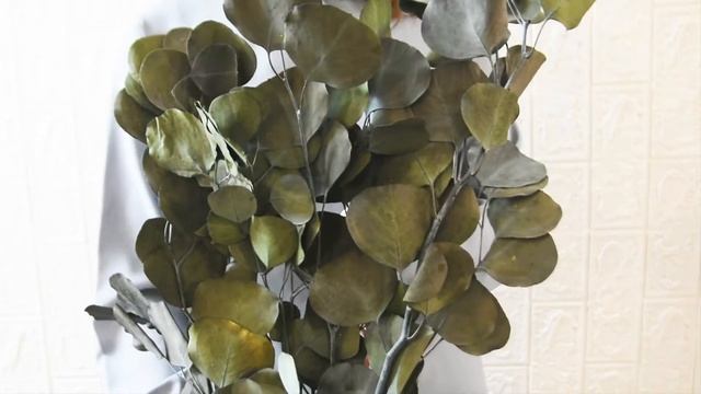 Эвкалипт стабилизированный, сухоцветы натуральные стабилизированные для декора