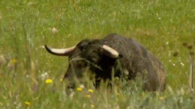 Топ 5 самых больших быков смотреть онлайн