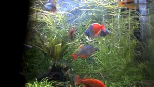 Мои радужницы