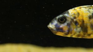 Аулонокара мультиколор съел данио