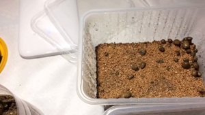 Черенкование роз и клематисов, не могу остановиться?♀️?!Розы укоренение зелёными черенками?