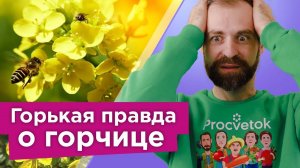 ОСТОРОЖНО, ГОРЧИЦА! Не сейте горчицу пока не узнаете эти важные нюансы