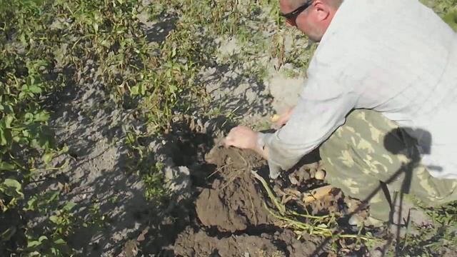 Египетская картошка из Пятёрочки