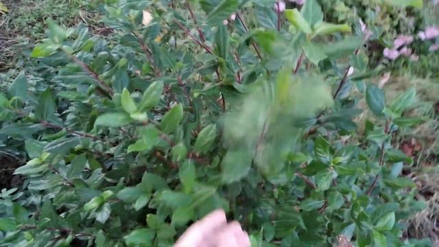 Калина лавролистная в Симферополе смотреть онлайн