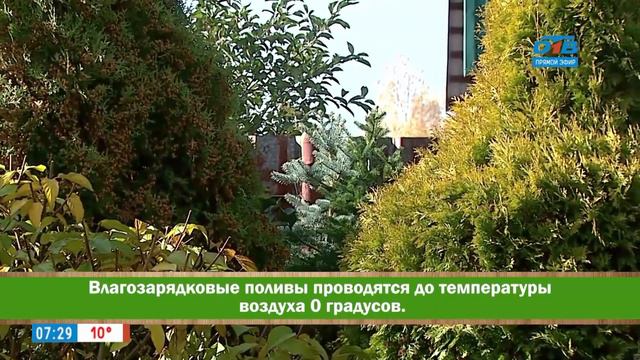 Влагозарядковые поливы в рубрике «Руки садовода» смотреть онлайн