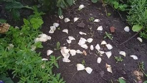 Розы, Эльф и Барок и красивый закат!