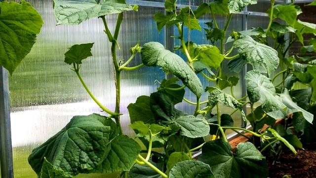 Подкармливаю ЭТИМ огурцы для обильного плодоношения! Лучшее удобрение для огурцов смотреть онлайн