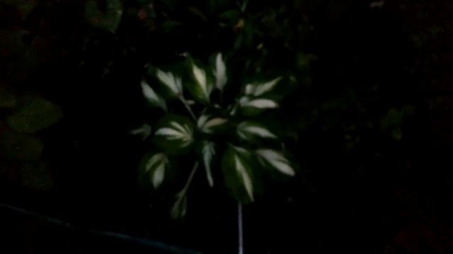 Хосты. Вечерняя съемка смотреть онлайн