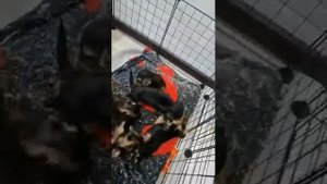 Йорки мальчики и девочки. Мини и мелкий стандарт