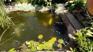 Прудики с рыбками и сетка от котов..mp4