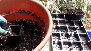 How to  Transplant Chamaerops humilis palm seedlings