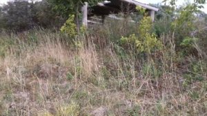 МЕТАЛЛОПОИСК возле хранилища с металлоискателем ТХ850. Находки есть