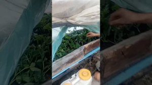 Как черенковать георгины?  (Размножение георгин зелеными черенками)