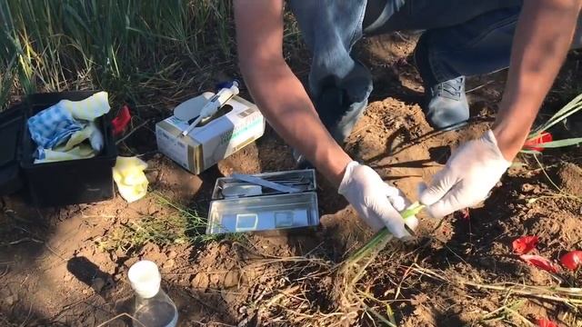 Экспресс-анализ содержания азота в растении смотреть онлайн