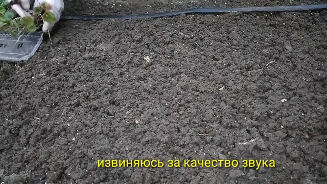 И снова эксперимент! ЦИКЛАМЕНЫ и АДЕНИУМЫ на грядке в теплице! Эксперимент начинался в июле.... смотреть онлайн