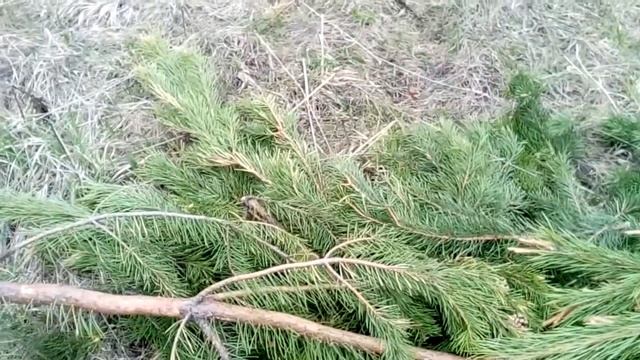 ОБЗОР Кубеинки*сосна цветет*многолетники (25 05 17) смотреть онлайн