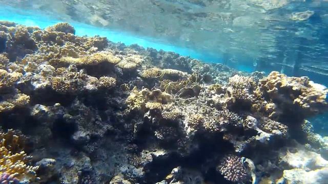 Кораллы красного моря / The corals of the red sea смотреть онлайн