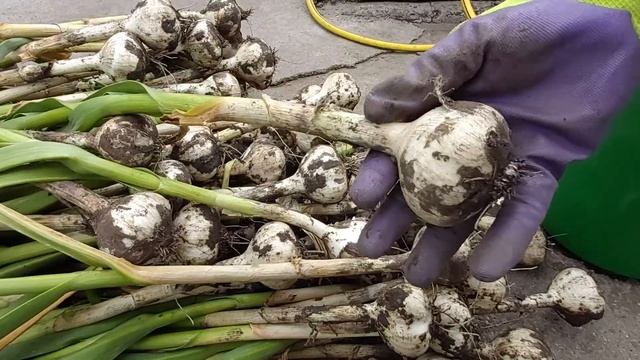 Как копаю чеснок, готовлю к хранению и заплетаю в красивые косы