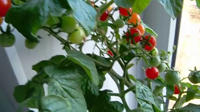 Как выросли на окне помидоры? смотреть онлайн