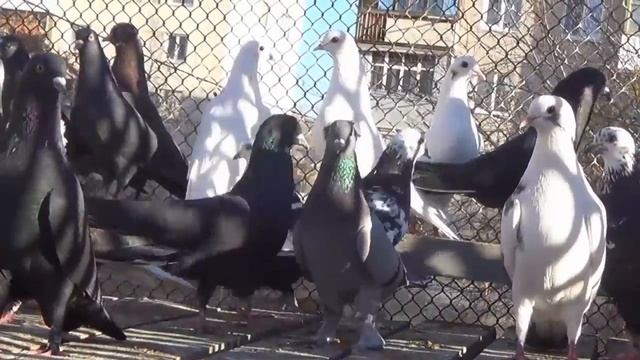 БАКИНСКИЕ ГОЛУБИ РАМИЛЯ ЗАЙНАГУТДИНОВА г УФА смотреть онлайн