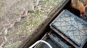 КОРМУШКА ДЛЯ ЗЕЛЕНИ КУРОЧКАМ