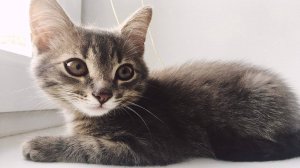 Малиновый Барсик в день, когда его нашли в лесу