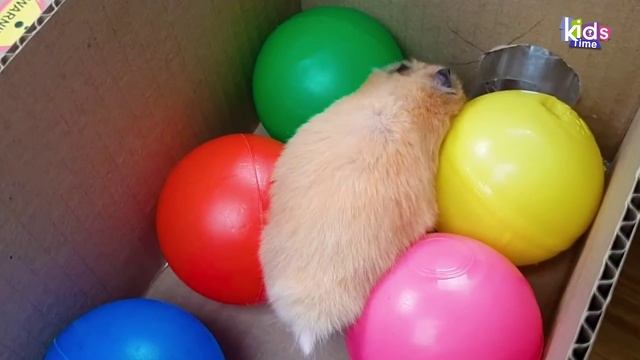 ГИГАНТСКИЙ КРОКОДИЛ - САМОДЕЛЬНЫЙ лабиринт для хомячков с ловушками! ПОЛОСА ПРЕПЯТСТВИЙ