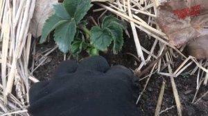 Ухаживаем за клубникой осенью.