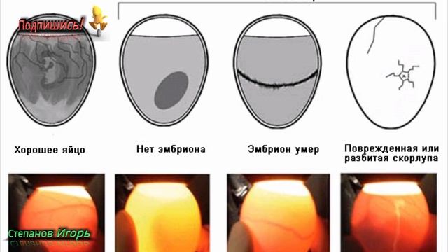 Как определить пол цыпленка?