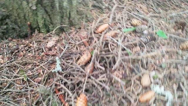 В поисках СЧ лежка . смотреть онлайн