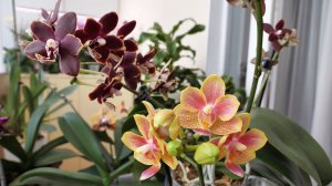 ОРХИДЕИ. СПАСЕНИЕ мутанта. Корни ПРОПАДАЛИ, шея ГНИЛА. НЕ СДЕЛАТЬ ЛИШНЕГО!