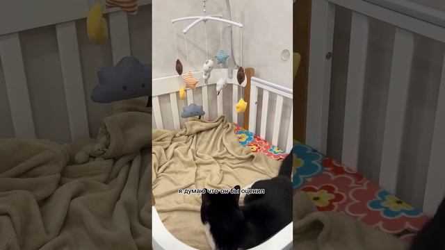 БРОСАЕМ КОТОВ ПОСЛЕ РОЖДЕНИЯ РЕБЕНКА? #кот #животные #кошка #котенок #история #добро смотреть онлайн