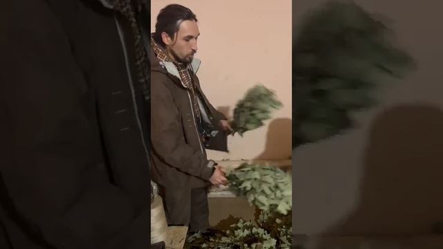 Веники для бани оптом смотреть онлайн