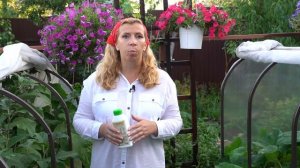 Спасаем баклажаны от болезней