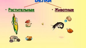 ИЗ ЧЕГО СОСТОИТ НАША ПИЩА