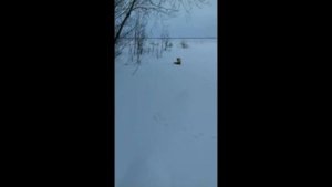 Нападение Лисы на Человека!!!