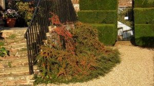 Кизильники в ландшафтном дизайне  78 красивых примера