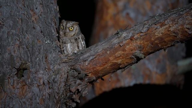 Сплюшка смотреть онлайн