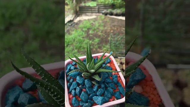 Полосатая хавортия,которая живёт на улице смотреть онлайн