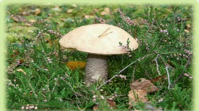 По грибы. юлия сяткина смотреть онлайн