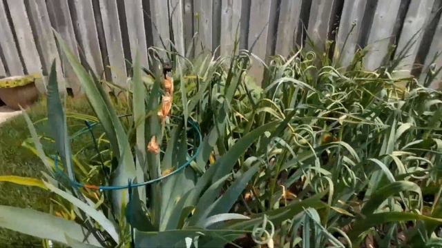 Backyard Garden Tour 2023 garlicgarden clematis