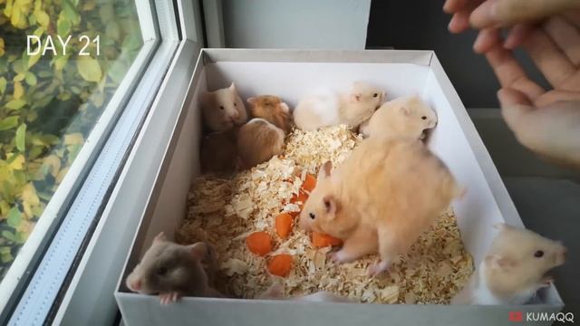Hamster Babies Growing Up - Day 1 to Day 30 Best Moments смотреть онлайн