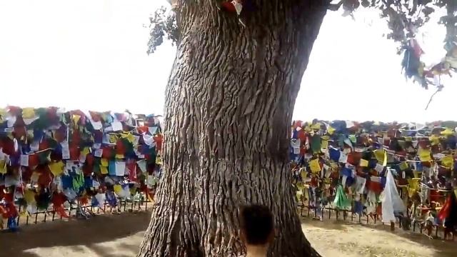 Одинокий тополь -дерево желаний смотреть онлайн