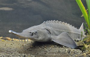 145.Трофеи 28.mp4