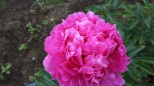 Пион PINK JAZZ