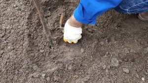 Как вырастить пион из деленки легко и просто