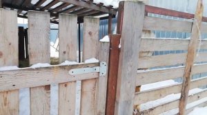 ?Имбридинг среди коз! Что получилось! Папа покрыл дочь!?