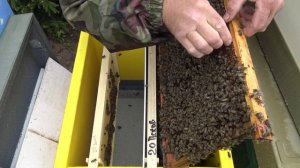 Раздача маточников, прививка личинок  молочко