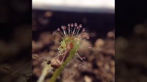 Drosera nidiformis time lapse