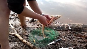 стерлядь, сети, рыб надзор, море рыбы, погоня на моторке.